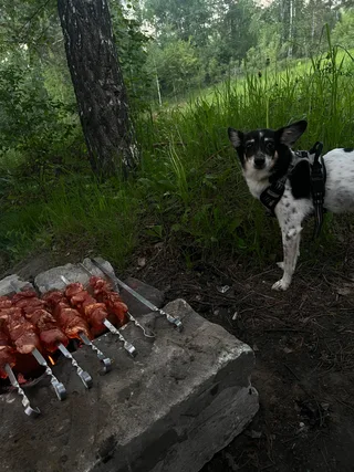 Дик, фотография