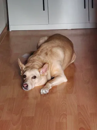 Дуся, фотография
