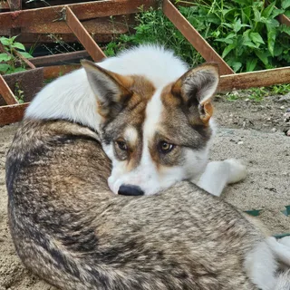 Рыжий, фотография