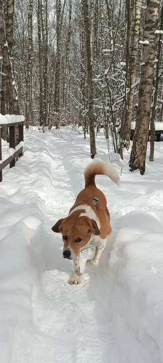 Молли, фотография