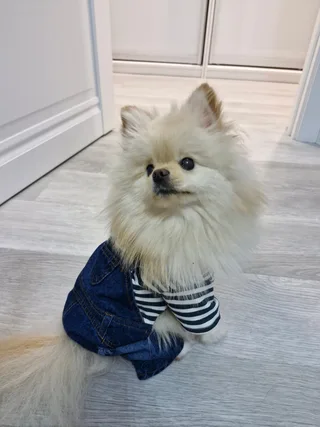 Боня, фотография