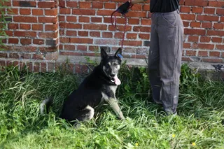 Цыган, фотография