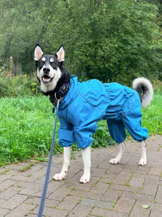 Ахиллес, фотография