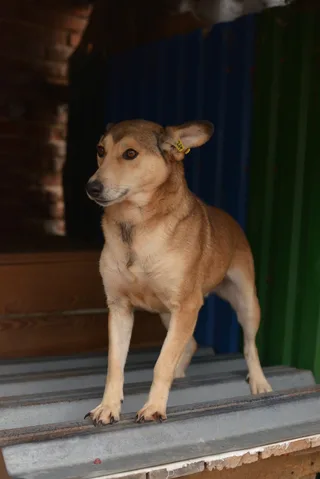 Холли, фотография