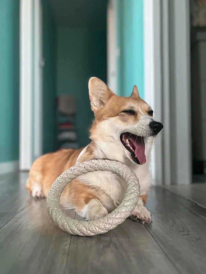 Ника, фотография