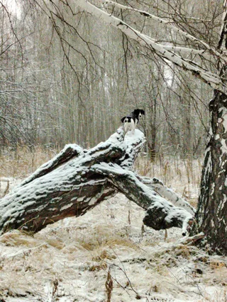 Кнопа, фотография