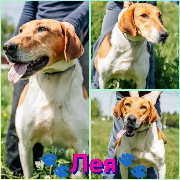 🐾Лея🐾