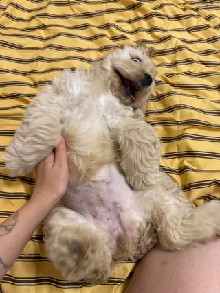 Юкки, фотография