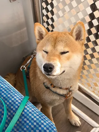 Гибли, фотография