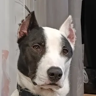 Бим, фотография