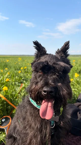 Вуки, фотография