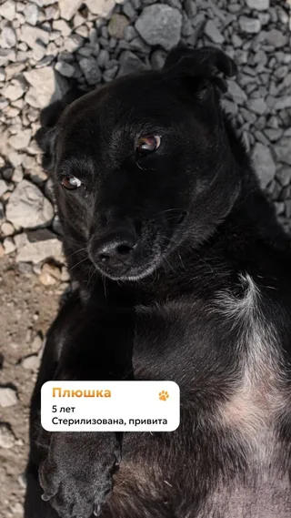 Плюшка, фотография