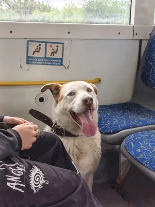 🐾Добрыня🐾, фотография