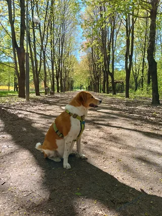 Молли, фотография
