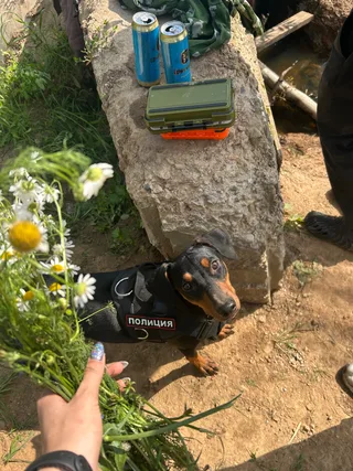 Джесси, фотография