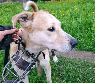 🐾Берт🐾, фотография