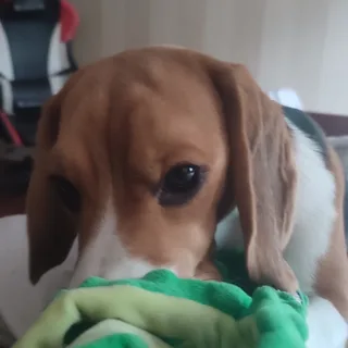 Chester, фотография