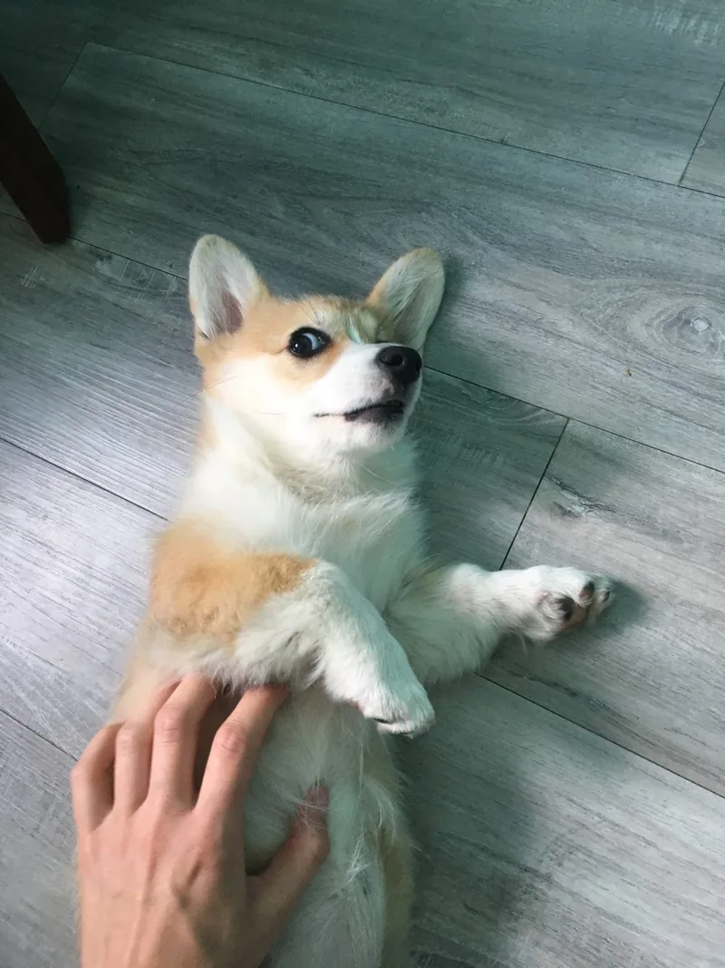 Ника, фотография