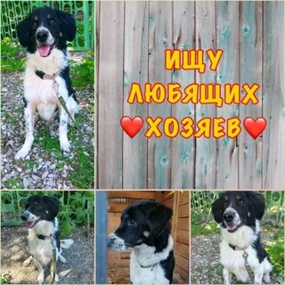 🐾Бим🐾, фотография