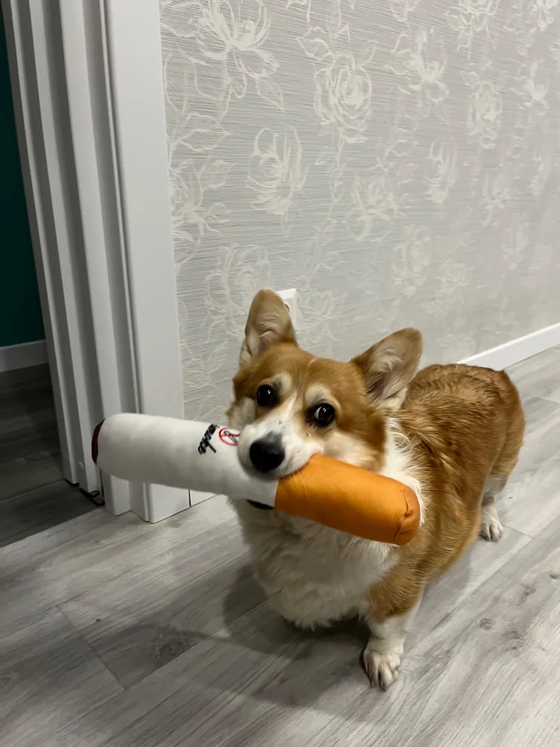 Ника, фотография