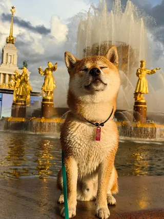 Гибли, фотография