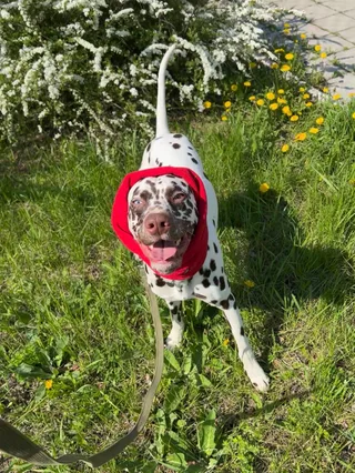 Мартин, фотография