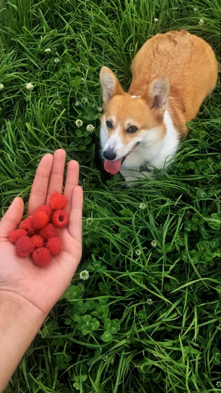 Карди, фотография