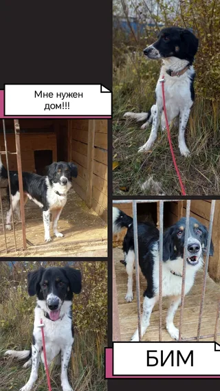 🐾Бим🐾, фотография