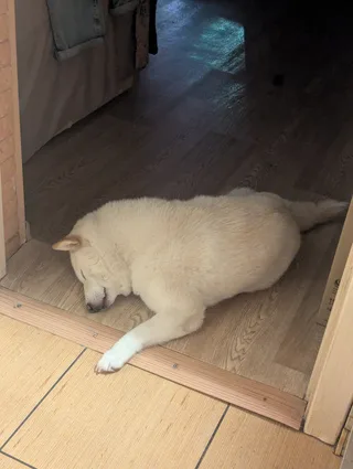 Жора, фотография