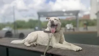 🐾Добрыня🐾, фотография