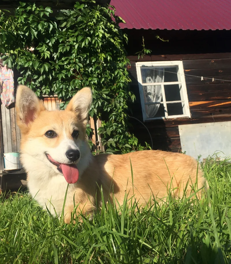 Ника, фотография