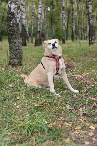 Бэлла, фотография