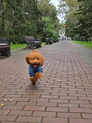 Бонита, фотография