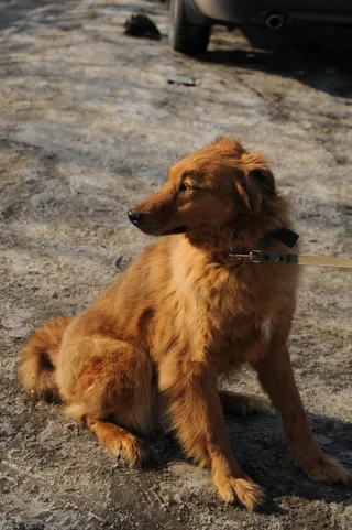 Индиго, фотография