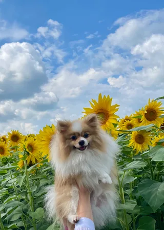 Тихон, фотография