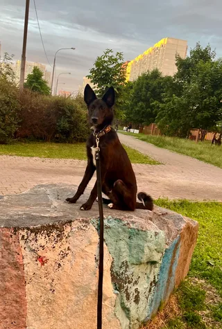 Айко, фотография