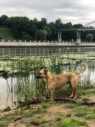 Оникс, фотография