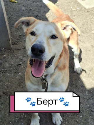 Берт, фотография