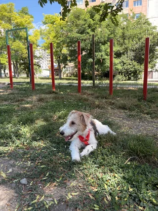Рокси, фотография