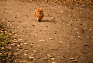 Юки, фотография