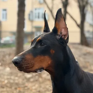 Жаклин, фотография