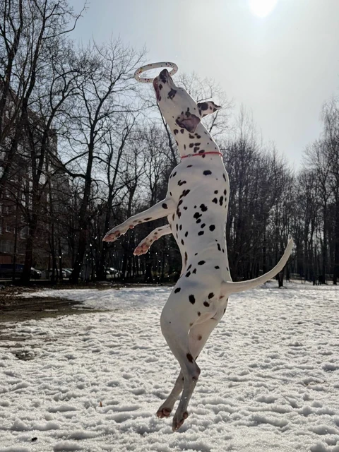 Роксолана, фотография