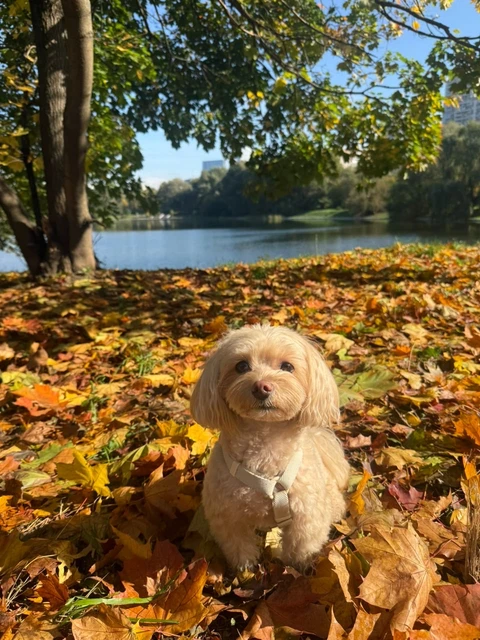Лилит, фотография