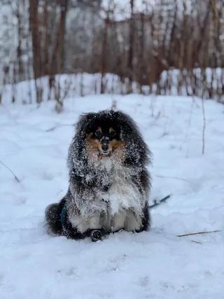 Джанни, фотография