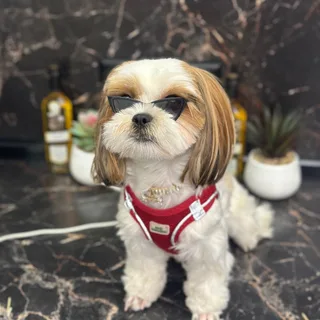 Белла, фотография