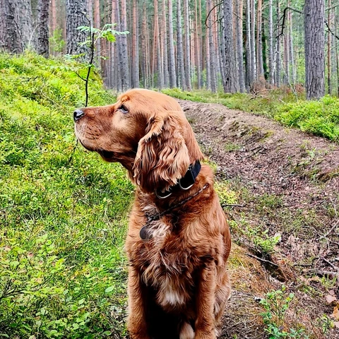 Шелдон, фотография