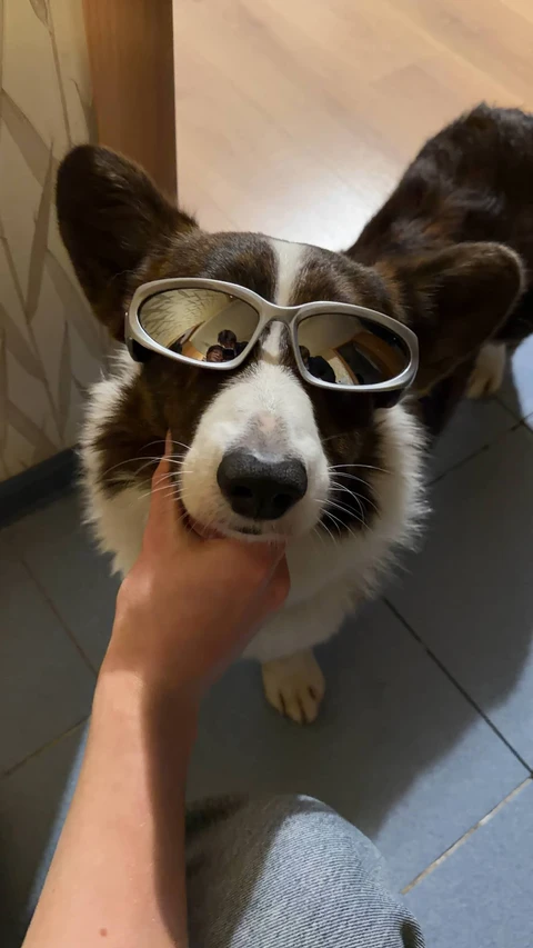 Тедди, фотография