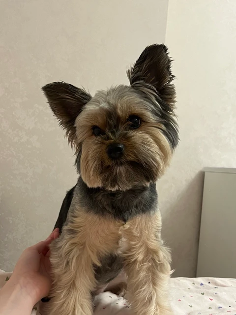 Кевин, фотография