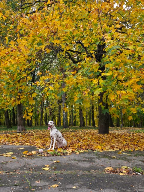 Роксолана, фотография