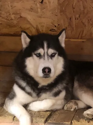 Елисей, фотография